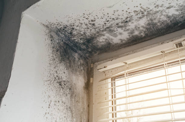 Affordable Hvac And Air Duct Mold Remediation solutions in Wheaton, MN